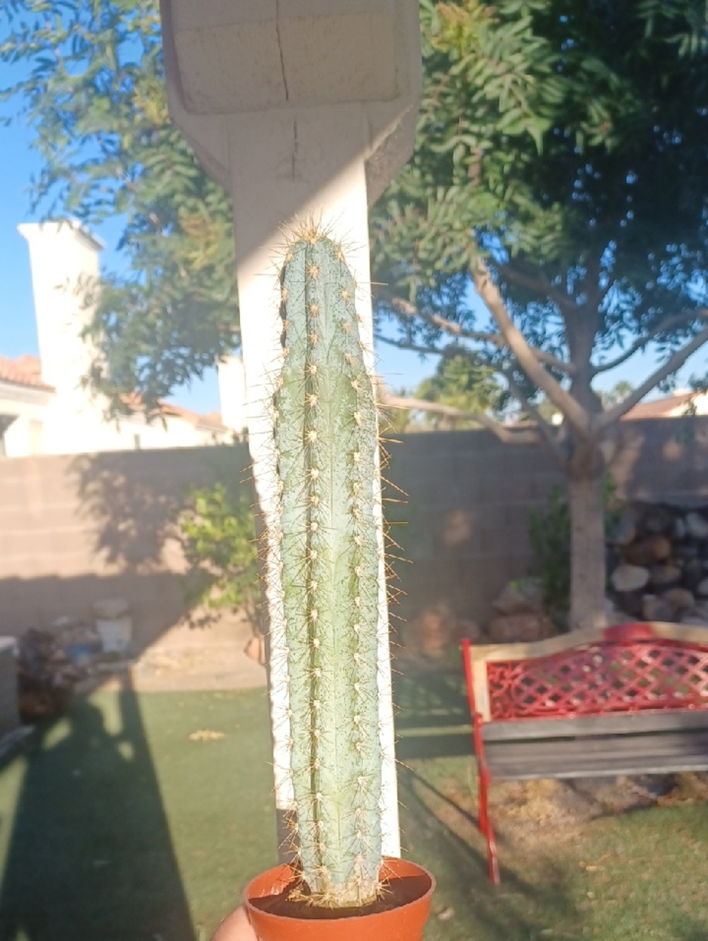 Blue Cactus Tall 12 Inches